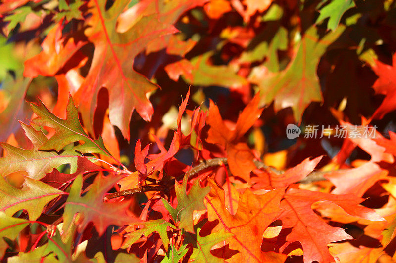 明亮的绿色，黄色，橙色和红色的美国橡树/北方红橡树(红色橡)的秋天树叶的图像，在蓝色的天空和阳光的映衬下，在树枝上闪烁着秋天的颜色，红色的树叶飘落到森林地面的秋天壁纸背景